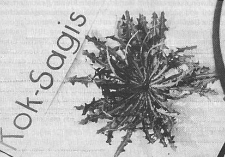 Kok-Sagis — cultivated in Auschwitz. Found to be high in India rubber content.