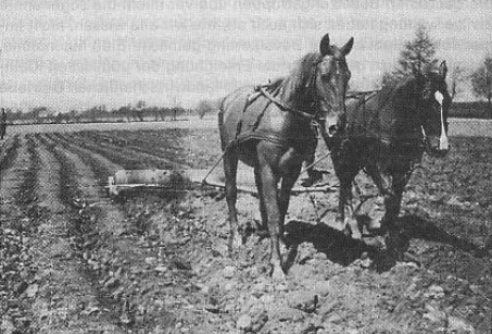 Inmate working in fields (almost hidden by horses). Note only one single guard at great distance, in far left of photograph.