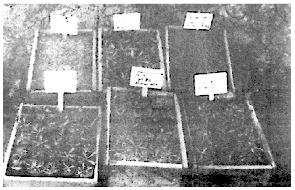 Kok-Sagis plants in various stages of development.